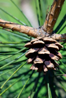 Pinus tabuliformis var. mukdensis - borovice čínská - šiška